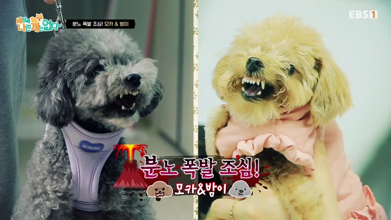 분노 폭발 조심! 모카 & 밤이